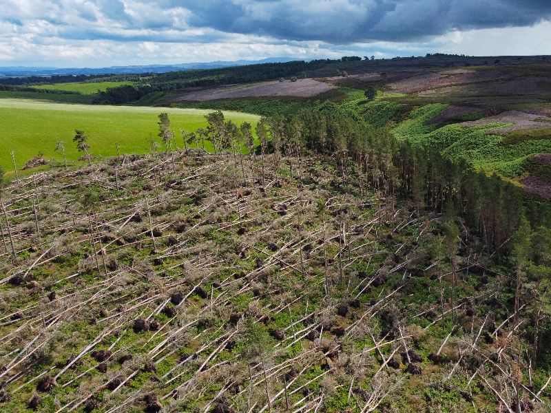 Aerial view of felled trees, Berwickshire.